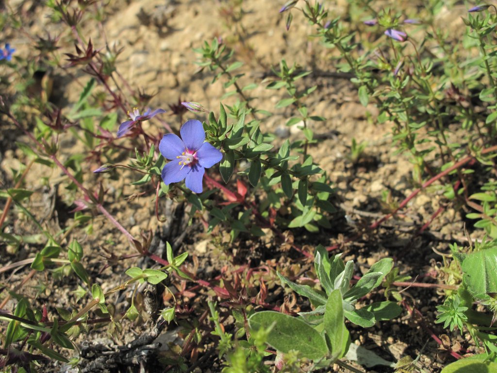 Anagallis monelli